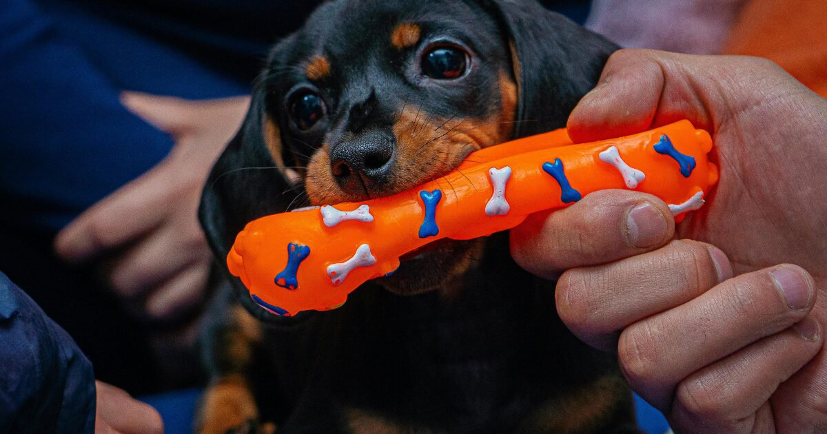 室内犬がおもちゃを噛んでストレス発散