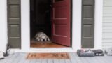犬用サークル・ケージの選び方｜留守番グッズをタイプ別に比較【サイズと置き場所が9割】