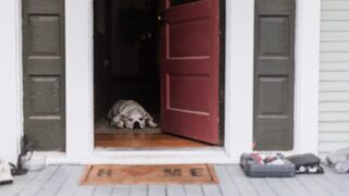 犬用サークル・ケージの選び方｜留守番グッズをタイプ別に比較【サイズと置き場所が9割】