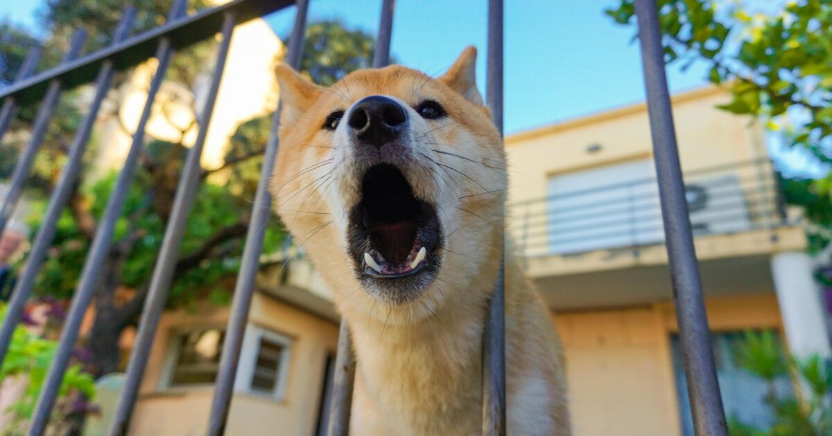 ユーティリティ・グループ（万能犬）の秋田犬