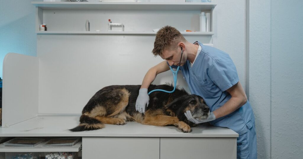 誤飲の検査をする犬