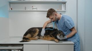 犬の症状別・受診の目安まとめ｜様子見でいい？すぐ病院？を一覧で判断