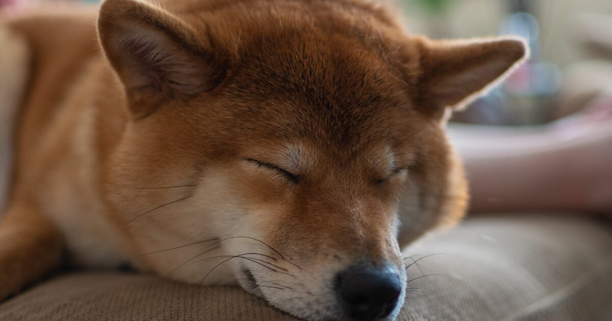 留守番をする犬