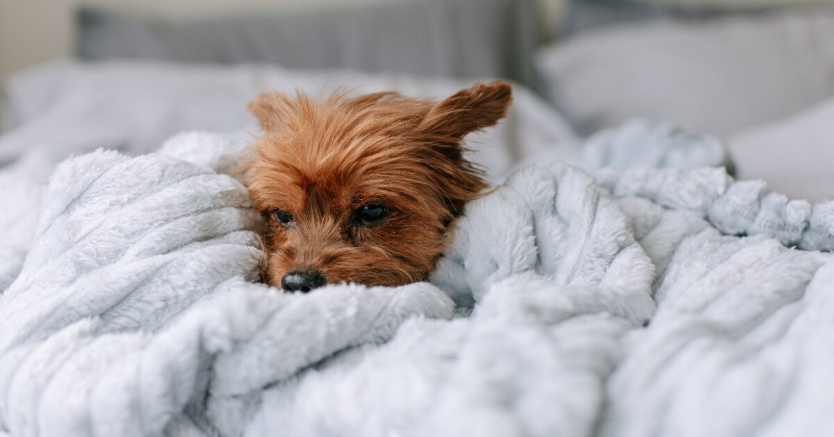 留守番でも安心してくつろぐ犬