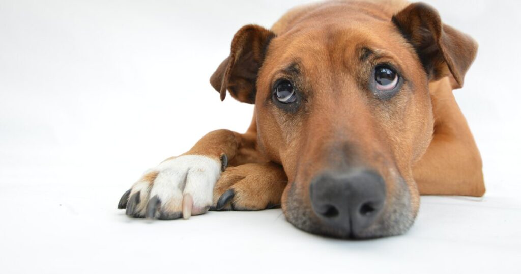 怖がっている犬