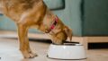 シニア犬がごはんを食べない…原因と今日からできる7つの工夫｜フードの選び方も解説
