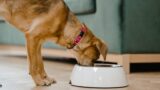 シニア犬がごはんを食べない…原因と今日からできる7つの工夫｜フードの選び方も解説