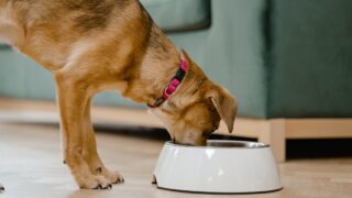 シニア犬がごはんを食べない…原因と今日からできる7つの工夫｜フードの選び方も解説