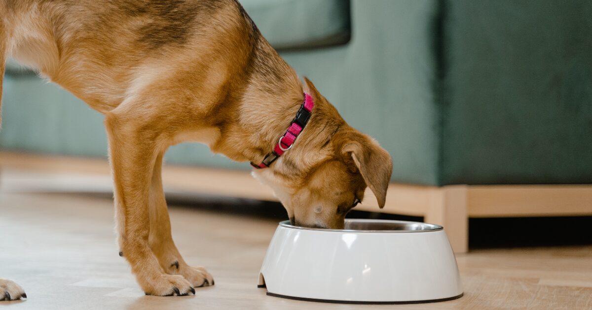 シニア犬がごはんを食べない…原因と今日からできる7つの工夫｜フードの選び方も解説