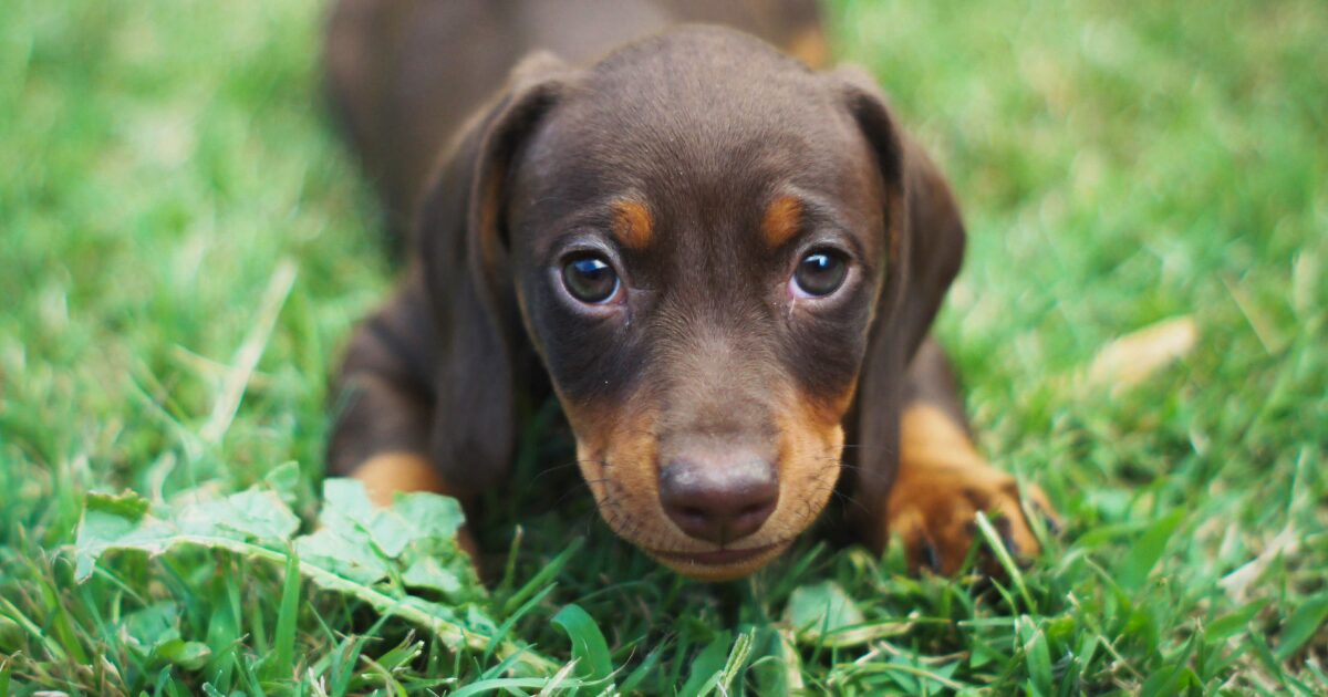 草が気になる犬