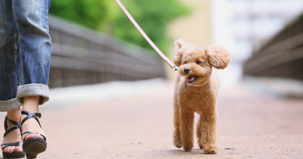 「初めての散歩」怖がりな子犬も大丈夫!楽しいお散歩にするための4ステップ! 散歩する犬
