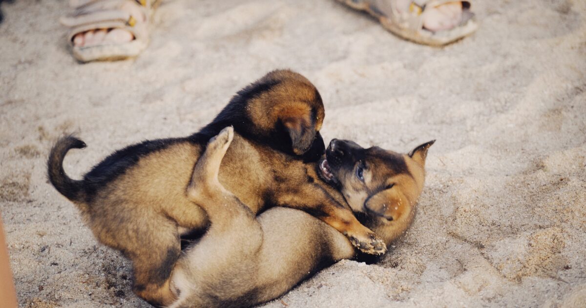 「噛み傷の恐怖」犬同士の喧嘩で噛まれた!小さな傷でも病院に行くべき理由! 仲間同士で喧嘩する犬
