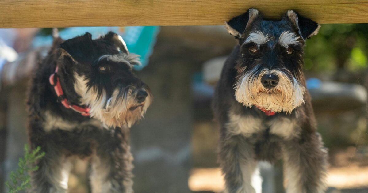 M･シュナウザーの多頭飼い