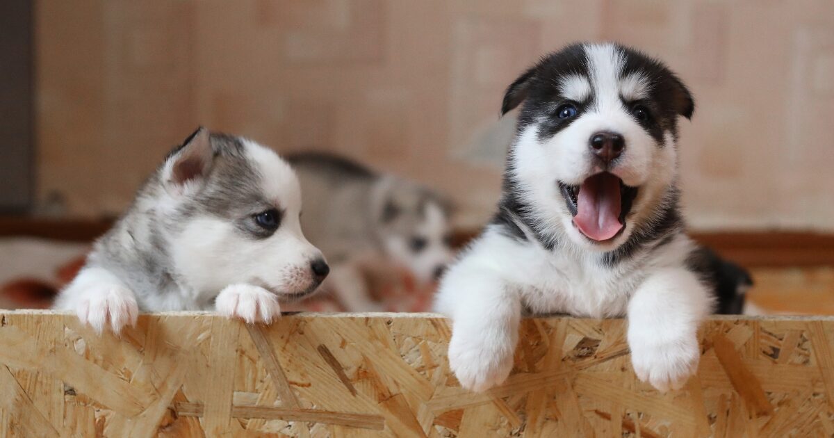 「意外な感染源」ケンネルコフってどんな病気?咳が止まらないときの対処法! 犬が多頭で集まる環境