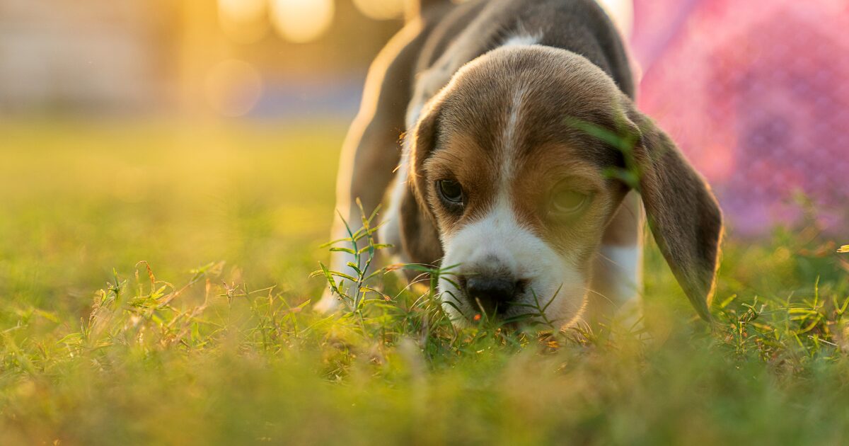排泄の直前の犬
