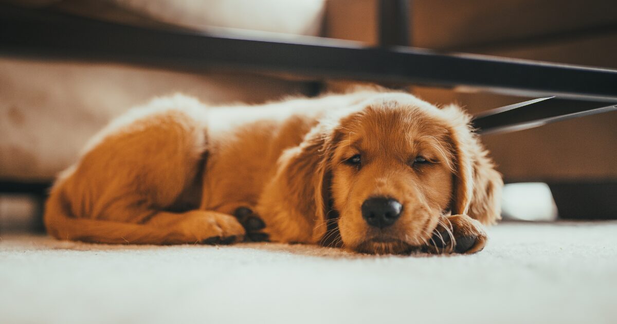室内でくつろぐ犬