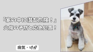 「家の中に潜む危険」犬の火傷（やけど）のサインは？ 熱源からの予防と応急処置！