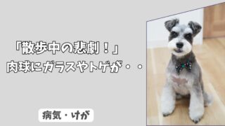 「散歩中の悲劇！」犬の肉球にガラスやトゲが刺さったときの、対処法とNG行動！