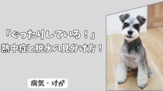 「ぐったりしている」犬の熱中症と脱水の見分け方！ 命を救う緊急クーリング方法！