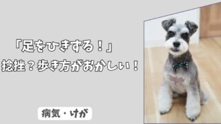 「足をひきずる」犬の捻挫？ 歩き方がおかしい時の見分け方と、安静にさせる方法！