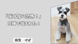 「噛み傷の恐怖」犬同士の喧嘩で噛まれた！小さな傷でも病院に行くべき理由！