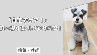 「自宅でケア」犬の軽い擦り傷・小さな切り傷の正しい洗い方と、舐めさせない工夫！