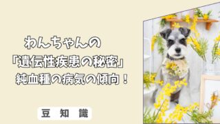 「遺伝性疾患の秘密」わんちゃんの”純血種”が持つ病気の傾向！ 近親交配が招く、リスクと予防法！