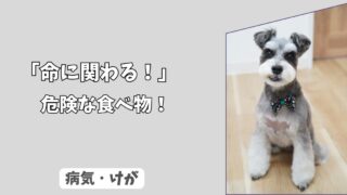 「命に関わる！」わんちゃんの中毒事故＜危険な食べ物＞最速排出の判断基準と、自宅処置NG集！