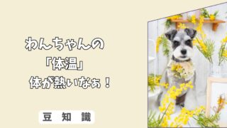 「犬の体温」触ると”熱っぽい”は間違い？　体温調節の秘密と、散歩後の正しいクールダウン法！