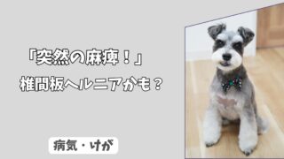 「突然の麻痺」歩けない・立てないは、椎間板ヘルニア？初期サインと自宅でできる安静法！
