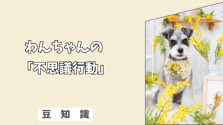 「散歩中に急に立ち止まって”カキカキ”」⁉︎ 犬が地面を掻く本当の理由！
