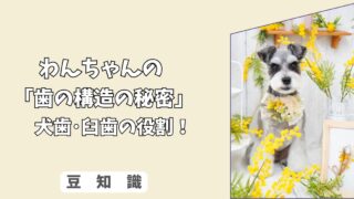 「歯の構造の秘密」わんちゃんが＜骨＞を噛み砕けない本当の理由！　犬歯・臼歯の役割と歯周病予防！