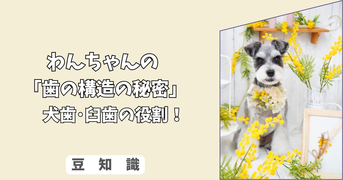 「歯の構造の秘密」わんちゃんが＜骨＞を噛み砕けない本当の理由！　犬歯・臼歯の役割と歯周病予防！