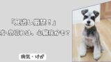 「見逃し厳禁」わんちゃんの＜咳・息切れ＞は、心臓病かも！ 危険度チェックと、病院へ行くタイミング！