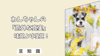 「意外な真実」犬は”味覚”より”嗅覚”でご飯を選んでいる！ 食欲のメカニズムを解説！
