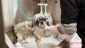 犬のかゆみ・皮膚トラブル｜原因の見分け方とアレルゲンを避けたフードの選び方