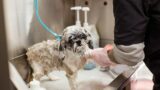 犬のかゆみ・皮膚トラブル｜原因の見分け方とアレルゲンを避けたフードの選び方