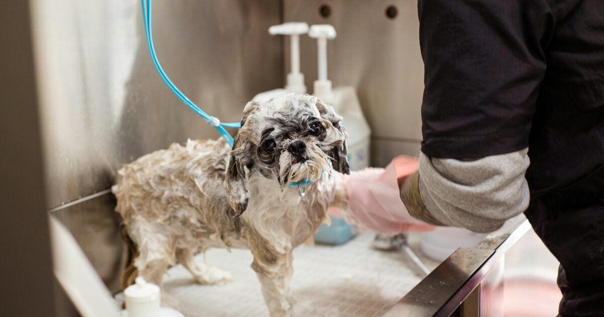 犬のかゆみ・皮膚トラブル｜原因の見分け方とアレルゲンを避けたフードの選び方