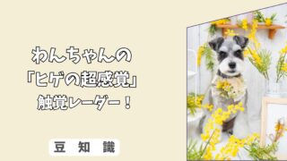 「ヒゲの超感覚」わんちゃんの＜ヒゲ＞は触覚レーダー！ カットが与えるストレスと、空間認識への影響！