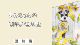 「犬にもある！」愛犬が利き手・利き足を持っているか簡単チェック！
