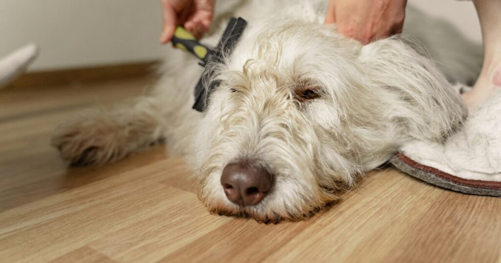 犬の被毛ケア — ブラッシングで健康チェック