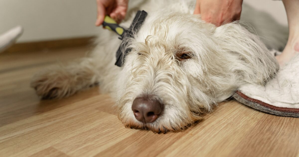 「犬の年齢別ケアガイド」子犬からシニアまで変わる世話と注意点! ブラッシングされる老犬