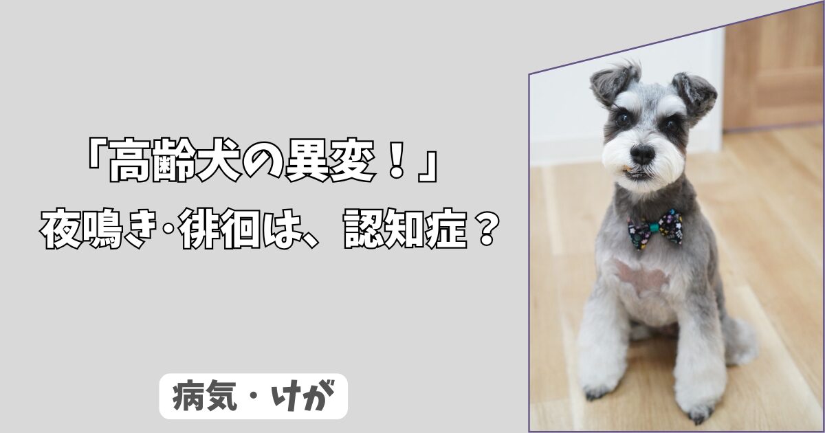 「高齢犬の異変」急な＜夜鳴き・徘徊＞は認知症？ 　早期発見のための、チェックリストと接し方！