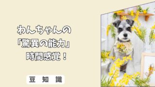 「驚異の能力」犬の＜時間感覚＞ってどうなってる？　 お留守番の時間が長く感じる科学的理由！