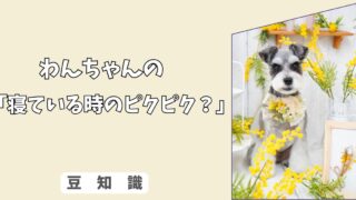 「愛犬の夢」寝ている時に”ピクピク”動くのは何を見てる？ 犬の睡眠サイクルの秘密！