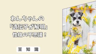 「遺伝子が解明」わんちゃんの＜人懐っこさ＞は生まれつき？　遺伝子と環境が作る、性格の不思議！