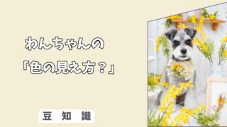 「視覚の常識」犬は“白黒”に見えてるって本当？ 色の見え方と夜間の驚きの能力！