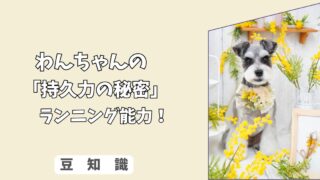 「持久力の秘密」わんちゃんの＜ランニング能力＞はどこまで凄い？　二足歩行との、代謝の違いを科学！