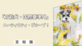 「犬のユーティリティ・グループとは？」日本犬・コンパニオン犬の特徴と魅力！ 9/10