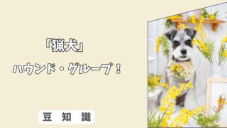 「犬のハウンド・グループとは？」ビーグル〜グレイハウンドの特徴と追跡本能の付き合い方！5/10